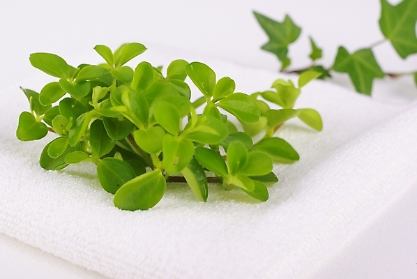 포토 JPG 스튜디오촬영 식물 웰빙 백그라운드 잎 사람없음 초록색 연두색 수건 위생용품 뷰티 신선 모던 친환경 아이비 자연친화적 홀리아페페 국내포토 컬러 생활용품 실내 환경 파일형식