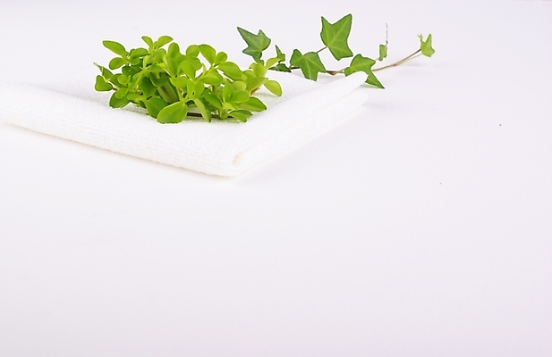 포토 JPG 스튜디오촬영 식물 웰빙 백그라운드 잎 사람없음 초록색 연두색 수건 위생용품 뷰티 신선 모던 친환경 아이비 자연친화적 홀리아페페 국내포토 컬러 생활용품 실내 환경 파일형식