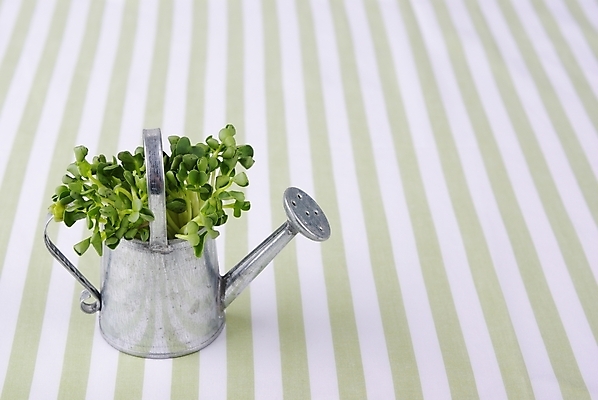 포토 JPG 스튜디오촬영 식물 웰빙 생활용품 백그라운드 잎 건강 사람없음 초록색 연두색 인테리어 새싹 줄무늬 물뿌리개 신선 오브젝트 모던 친환경 양철통 자연친화적 국내포토 디자인 컬러 무늬 실내 환경 파일형식