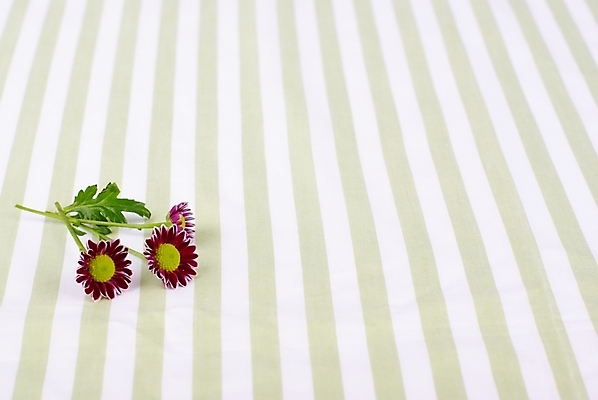 포토 JPG 스튜디오촬영 식물 웰빙 꽃 백그라운드 식탁 국화 건강 누끼 사람없음 초록색 연두색 줄무늬 모던 친환경 자연친화적 국내포토 컬러 무늬 탁자 실내 환경 파일형식