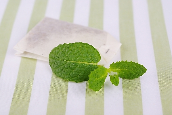 포토 JPG 스튜디오촬영 식물 웰빙 백그라운드 잎 건강 사람없음 초록색 연두색 줄무늬 신선 차 녹차 모던 친환경 유기농 티백 잎차 자연친화적 허브차 국내포토 음료 컬러 무늬 실내 차_음료 환경 파일형식