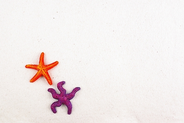 포토 JPG 배경화면 백그라운드 자연 불가사리 극피동물 누끼 해변 사람없음 여름 모래사장 국내포토 동물 계절 바다 생태계 파일형식