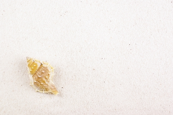 포토 JPG 배경화면 백그라운드 자연 연체동물 누끼 해변 사람없음 여름 모래사장 소라 국내포토 계절 바다 어패류 무척추동물 생태계 파일형식