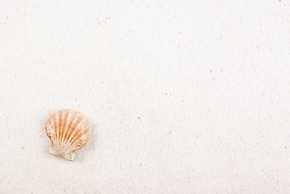 포토 JPG 배경화면 백그라운드 자연 조개 연체동물 누끼 해변 사람없음 여름 모래사장 조개껍데기 국내포토 계절 바다 어패류 무척추동물 생태계 파일형식