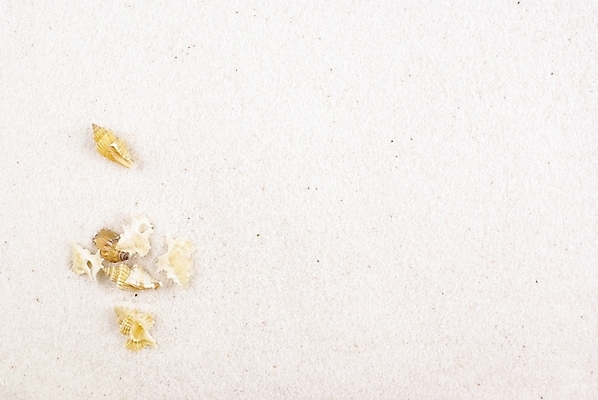 포토 JPG 배경화면 백그라운드 자연 연체동물 누끼 해변 사람없음 여름 모래사장 소라 국내포토 계절 바다 어패류 무척추동물 생태계 파일형식