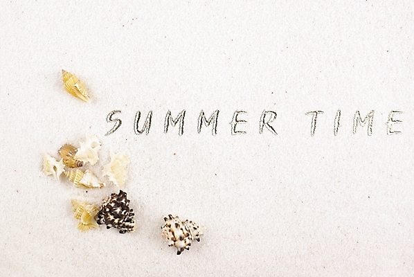 포토 JPG 배경화면 백그라운드 자연 연체동물 누끼 해변 사람없음 여름 모래사장 소라 국내포토 계절 바다 어패류 무척추동물 생태계 파일형식