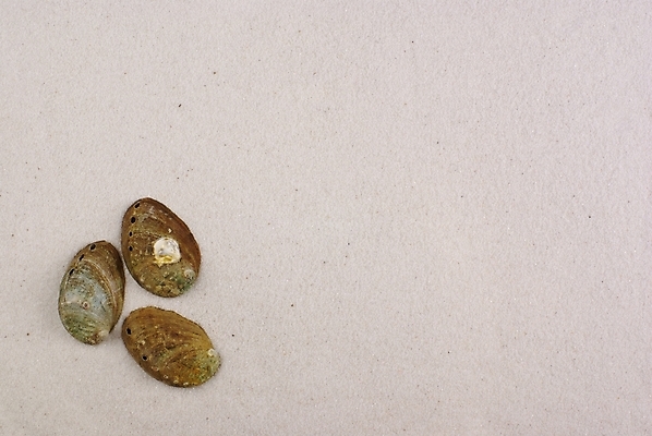 포토 JPG 배경화면 백그라운드 자연 조개 연체동물 누끼 해변 사람없음 여름 모래사장 조개껍데기 국내포토 계절 바다 어패류 무척추동물 생태계 파일형식