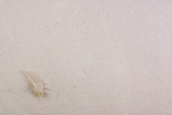 포토 JPG 배경화면 백그라운드 자연 연체동물 누끼 해변 사람없음 여름 모래사장 소라 국내포토 계절 바다 어패류 무척추동물 생태계 파일형식