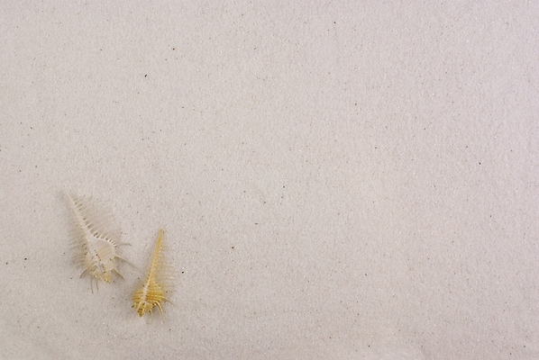 포토 JPG 배경화면 백그라운드 자연 연체동물 누끼 해변 사람없음 여름 모래사장 소라 국내포토 계절 바다 어패류 무척추동물 생태계 파일형식