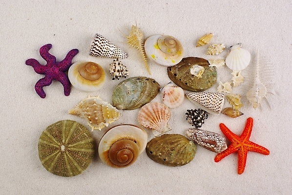 포토 JPG 배경화면 백그라운드 자연 조개 불가사리 연체동물 해변 사람없음 여름 모래사장 조개껍데기 소라 국내포토 계절 바다 어패류 극피동물 무척추동물 생태계 파일형식