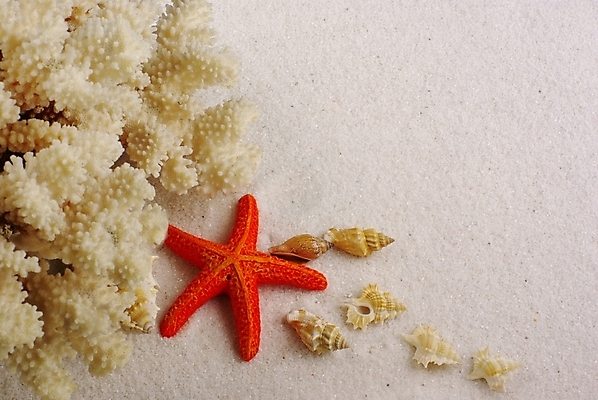 포토 JPG 배경화면 백그라운드 자연 조개 불가사리 해변 사람없음 여름 모래사장 조개껍데기 산호 자포동물 소라 국내포토 계절 바다 어패류 극피동물 수중동물 생태계 파일형식