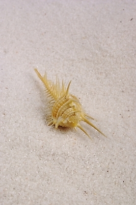 포토 JPG 백그라운드 자연 연체동물 누끼 해변 사람없음 여름 모래사장 소라 국내포토 계절 바다 어패류 무척추동물 생태계 파일형식