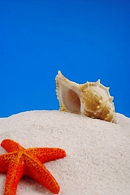 포토 JPG 백그라운드 자연 하늘 조개 불가사리 극피동물 해변 사람없음 여름 파란색 모래사장 맑음 조개껍데기 소라 모래언덕 국내포토 동물 계절 바다 컬러 날씨 어패류 언덕 생태계 파일형식