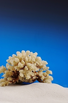 포토 JPG 배경화면 백그라운드 자연 하늘 해변 사람없음 여름 파란색 모래사장 맑음 산호 자포동물 모래언덕 국내포토 계절 바다 컬러 날씨 수중동물 언덕 생태계 파일형식