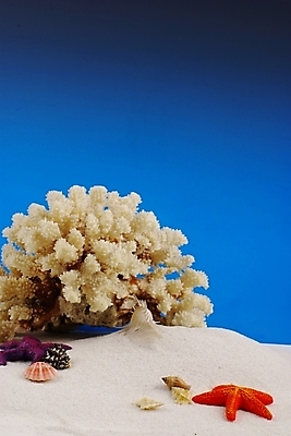 포토 JPG 배경화면 백그라운드 자연 하늘 조개 불가사리 해변 사람없음 여름 파란색 모래사장 맑음 조개껍데기 산호 자포동물 소라 모래언덕 국내포토 계절 바다 컬러 날씨 어패류 극피동물 수중동물 언덕 생태계 파일형식