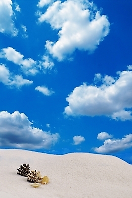 포토 JPG 구름 백그라운드 자연 하늘 조개 연체동물 해변 사람없음 야외 여름 파란색 모래사장 맑음 소라 뭉게구름 모래언덕 국내포토 자연요소 계절 바다 컬러 날씨 어패류 무척추동물 언덕 생태계 파일형식 구름_자연