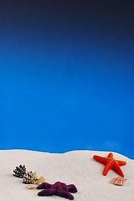 포토 JPG 백그라운드 자연 하늘 조개 불가사리 극피동물 해변 사람없음 여름 파란색 모래사장 맑음 조개껍데기 소라 모래언덕 국내포토 동물 계절 바다 컬러 날씨 어패류 언덕 생태계 파일형식