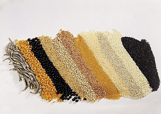 포토 JPG 열매 음식 식재료 곡류 실내 근접촬영 사람없음 가로 견과류 쌀 보리 잣 건강식 검정콩 멸치 수수 율무 조 찹쌀 흑미 국내포토 식물 뷰포인트 콩 어류 내부 파일형식