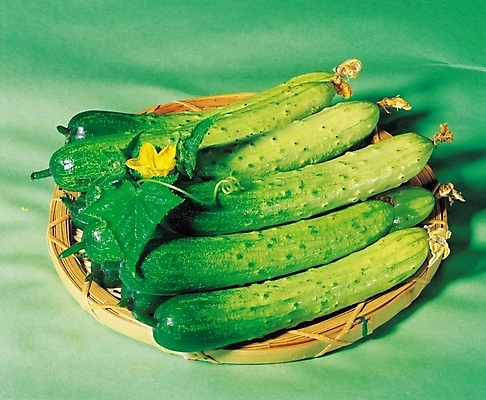 포토 JPG 줄기 컬러 채소 식재료 나뭇잎 오이 실내 근접촬영 사람없음 가로 초록색 여러개 채반 국내포토 식물 그릇 뷰포인트 다수 잎 내부 파일형식