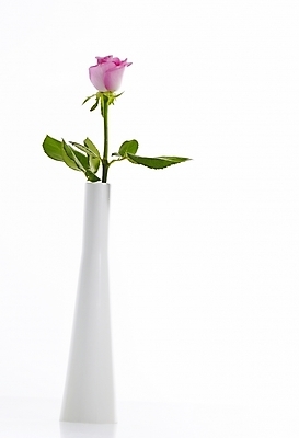 포토 JPG 식물 꽃 분홍색 백그라운드 한송이 누끼 사람없음 장미 꽃병 꽃꽂이 국내포토 1 컬러 원예 송이 파일형식