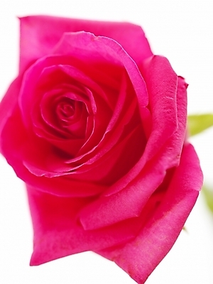 포토 JPG 식물 꽃 백그라운드 한송이 근접촬영 사람없음 장미 진홍색 국내포토 1 뷰포인트 빨간색 송이 파일형식