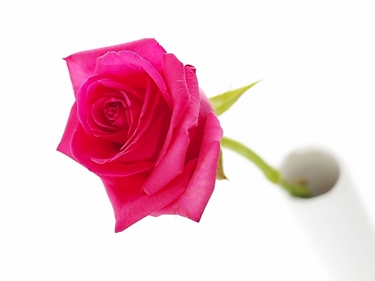 포토 JPG 식물 꽃 백그라운드 한송이 누끼 근접촬영 사람없음 장미 꽃병 꽃꽂이 진홍색 국내포토 1 뷰포인트 빨간색 원예 송이 파일형식