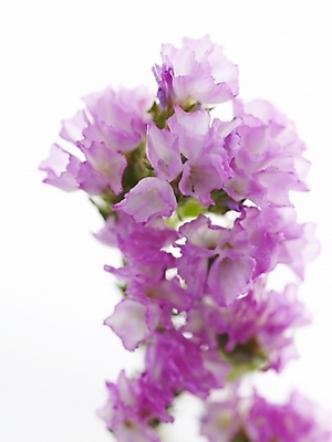 포토 JPG 식물 꽃 백그라운드 근접촬영 사람없음 스타치스 스타티스 국내포토 뷰포인트 파일형식