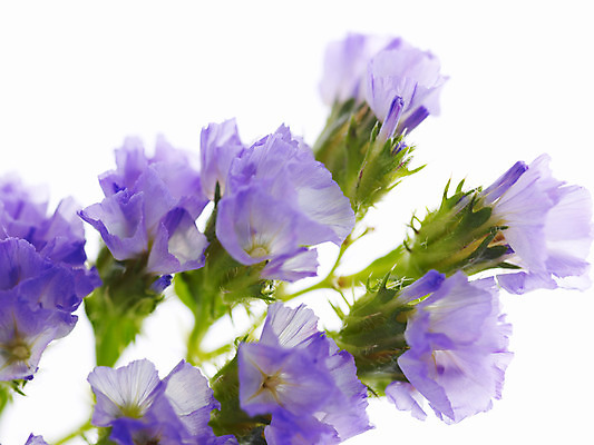 포토 JPG 식물 꽃 백그라운드 근접촬영 사람없음 스타치스 스타티스 국내포토 뷰포인트 파일형식