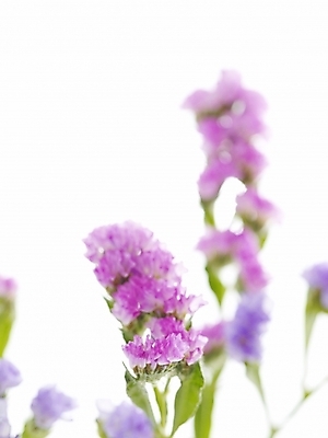 포토 JPG 식물 꽃 백그라운드 근접촬영 사람없음 스타치스 스타티스 국내포토 뷰포인트 파일형식