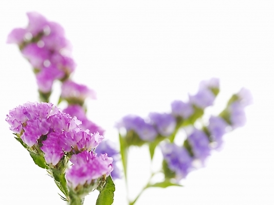 포토 JPG 식물 꽃 백그라운드 근접촬영 사람없음 스타치스 스타티스 국내포토 뷰포인트 파일형식