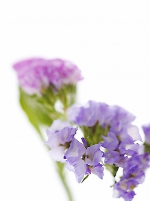 포토 JPG 식물 꽃 백그라운드 근접촬영 사람없음 스타치스 스타티스 국내포토 뷰포인트 파일형식