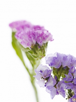 포토 JPG 식물 꽃 백그라운드 근접촬영 사람없음 스타치스 스타티스 국내포토 뷰포인트 파일형식