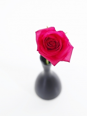 포토 JPG 식물 꽃 백그라운드 한송이 누끼 근접촬영 사람없음 빨간색 장미 꽃병 꽃꽂이 진홍색 국내포토 1 뷰포인트 컬러 원예 송이 파일형식