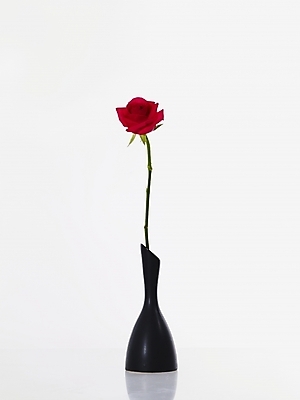 포토 JPG 식물 꽃 백그라운드 한송이 누끼 사람없음 빨간색 장미 꽃병 꽃꽂이 국내포토 1 컬러 원예 송이 파일형식