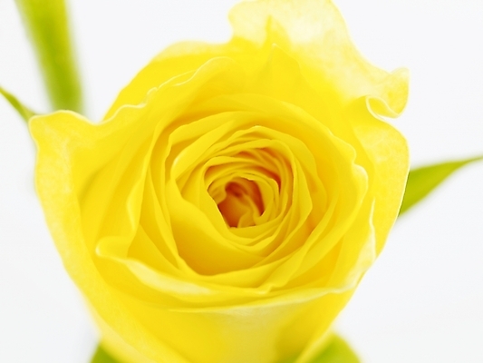 포토 JPG 식물 꽃 백그라운드 한송이 근접촬영 사람없음 장미 노란색 국내포토 1 뷰포인트 컬러 송이 파일형식