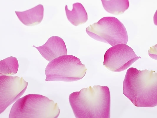 포토 JPG 식물 꽃잎 꽃 분홍색 백그라운드 근접촬영 사람없음 장미 국내포토 뷰포인트 컬러 파일형식