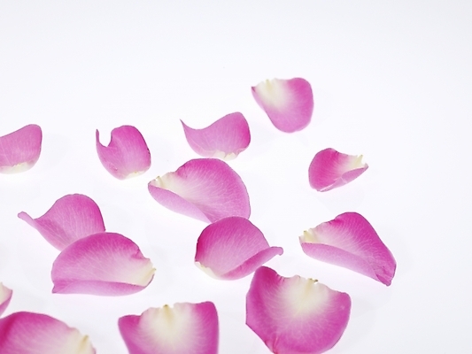 포토 JPG 식물 꽃잎 꽃 분홍색 백그라운드 근접촬영 사람없음 장미 국내포토 뷰포인트 컬러 파일형식