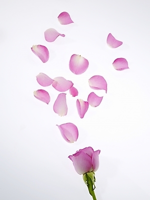 포토 JPG 식물 꽃잎 꽃 분홍색 백그라운드 한송이 누끼 사람없음 장미 국내포토 1 컬러 송이 파일형식