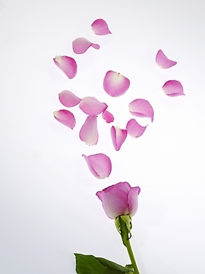 포토 JPG 식물 꽃잎 꽃 분홍색 백그라운드 한송이 누끼 사람없음 장미 국내포토 1 컬러 송이 파일형식