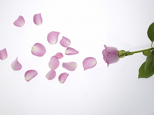 포토 JPG 식물 꽃잎 꽃 분홍색 백그라운드 한송이 누끼 사람없음 장미 국내포토 1 컬러 송이 파일형식