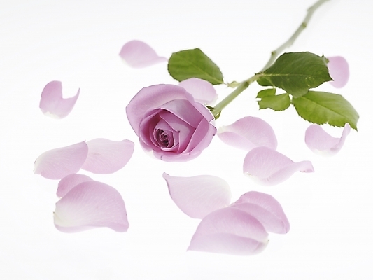 포토 JPG 식물 꽃잎 꽃 분홍색 백그라운드 한송이 누끼 근접촬영 사람없음 장미 국내포토 1 뷰포인트 컬러 송이 파일형식