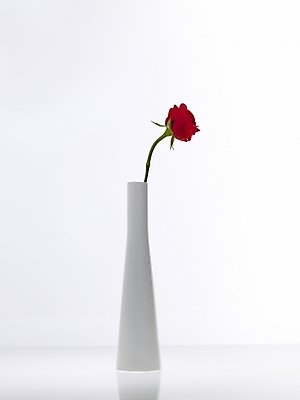 포토 JPG 식물 꽃 백그라운드 한송이 누끼 사람없음 빨간색 장미 꽃병 꽃꽂이 국내포토 1 컬러 원예 송이 파일형식