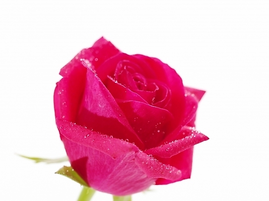 포토 JPG 식물 꽃 백그라운드 한송이 누끼 근접촬영 사람없음 빨간색 장미 진홍색 국내포토 1 뷰포인트 컬러 송이 파일형식