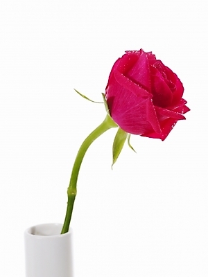 포토 JPG 식물 꽃 백그라운드 한송이 누끼 근접촬영 사람없음 빨간색 장미 꽃병 꽃꽂이 진홍색 국내포토 1 뷰포인트 컬러 원예 송이 파일형식