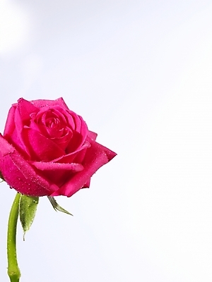 포토 JPG 식물 꽃 백그라운드 한송이 누끼 근접촬영 사람없음 장미 진홍색 국내포토 1 뷰포인트 빨간색 송이 파일형식