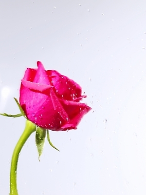 포토 JPG 식물 꽃 백그라운드 한송이 누끼 근접촬영 사람없음 장미 진홍색 국내포토 1 뷰포인트 빨간색 송이 파일형식