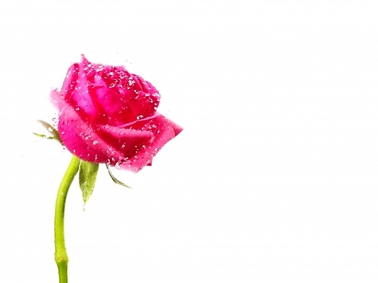 포토 JPG 식물 꽃 백그라운드 한송이 누끼 근접촬영 사람없음 장미 진홍색 국내포토 1 뷰포인트 빨간색 송이 파일형식