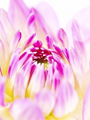 포토 JPG 식물 꽃잎 꽃 분홍색 백그라운드 한송이 국화 근접촬영 사람없음 국내포토 1 뷰포인트 컬러 송이 파일형식