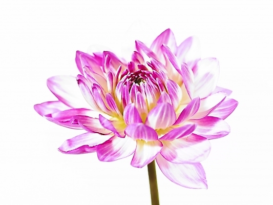 포토 JPG 식물 꽃 분홍색 백그라운드 한송이 국화 누끼 근접촬영 사람없음 국내포토 1 뷰포인트 컬러 송이 파일형식