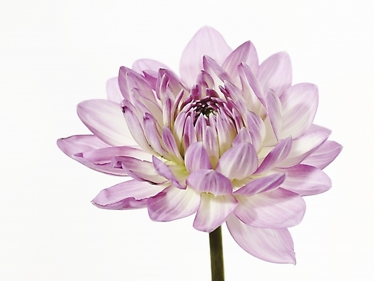 포토 JPG 식물 꽃 분홍색 백그라운드 한송이 국화 누끼 근접촬영 사람없음 국내포토 1 뷰포인트 컬러 송이 파일형식